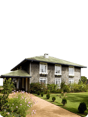 Wide green land plots and dirt road