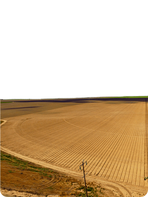 Mediterranean villa with palm trees